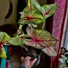 Live Plants variety Caladium with pot big size choose your fav
