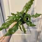 Fern Crocodile In Vase