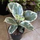 rubber tree plant Variagate In Vase 24”