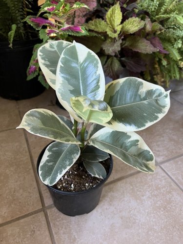 rubber tree plant Variagate In Vase 24&acirc;��