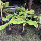 Plantain Tree Organic With Pot Included compost organic soil