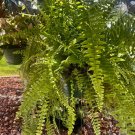 variety of plants with pot medium and choose your favorite
