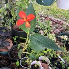 bird of paradise live plant