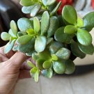 live plants for sale Jade Plant With Pot Included