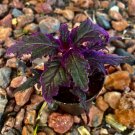 Royal purple Begonia With Pot easy care indoor