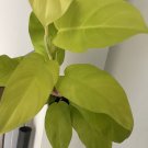 Philadendrum sunrise In Vase