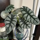 Alocasia Dragon Pot Included Low Maintenance Indoor Or Outdoor
