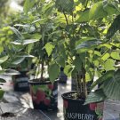 red raspberry plants Organic In Vase 6” Pot