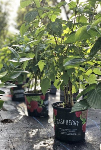red raspberry plants Organic In Vase 6&acirc;�� Pot