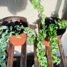 Hoya Lipstick Plant Cutting In Vase