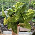 Marble Queen Plant In Pot