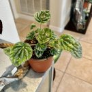 Peperomia Caperata Plamt With Pot Included Med Size