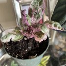 exotic angel heimgraphics plant in vase mefium size
