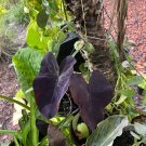 Black Elephant Plant in pot