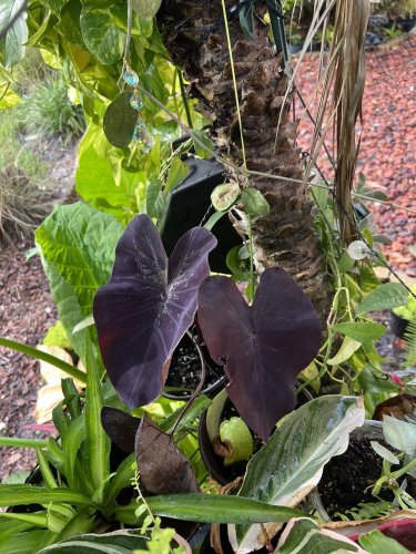 Black Elephant Plant in pot