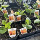 Vegetables Plant; Zuchinni Okra Cuccumber squash rubra in nursery vase
