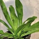 culantro plant In Pot Organic And Edible