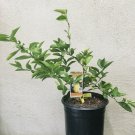meyers lemon tree Organic In Pot Small And