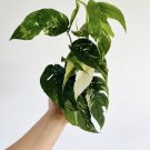 epipremnum pinnatum albo In Pot