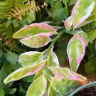 Back Devil Plant With Pink Variagate In Pot