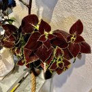 coleus plants live Medium Plant In Vase 12” Tall