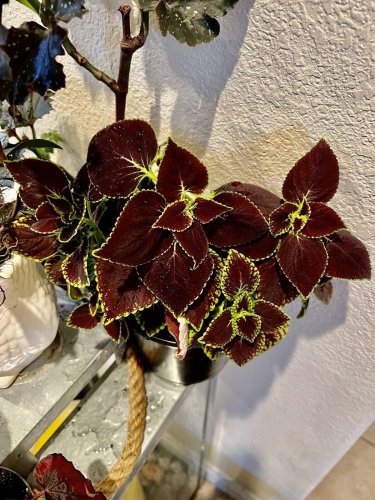 coleus plants live Medium Plant In Vase 12&acirc;�� Tall