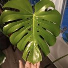 monstera live plants In Pot