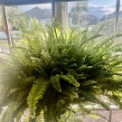 live plants indoor potted helechos big plant beutifull color growth fast