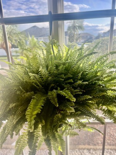 live plants indoor potted helechos big plant beutifull color growth fast