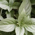 peppermint live plant In Pot 1 Gallon Organic Plant