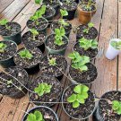 strawberry plants for sale Organic In Pot