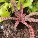 pink zebra plant cactus in vase