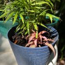 palm plants And Cactus In Vase