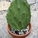 cactus with pot included live plants indoor or outdoor potted
