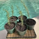 Organic Rosemary Plant In Pot Edible