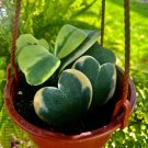 Heart Hoya Plant With Pot Included Indoor & Outdoor Plant Easy Care Durable