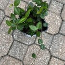 Jasmin Plant Bush In Vase