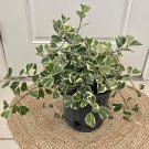 Ficus triangularís In Vase