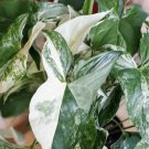 syngonium albo variegated In Pot Exotic Plant