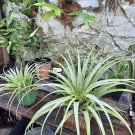 air plants live Big Size