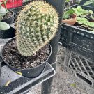 live rooted cactus plants In Pot