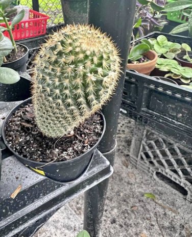 live rooted cactus plants In Pot