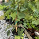 Grape Tree Organic Tree In Vase 1 Gallon