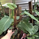 philodendron Esmerald Plant In Pot