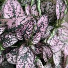 Polka Dots Plant In Vase