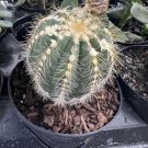 cactus plants live rare With Pot