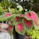 Caladium plant With Pot Included