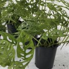 monstera swiss cheese plant In Vase