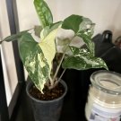 Syngonium podophyllum In Pot