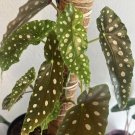 begonia maculata In Pot